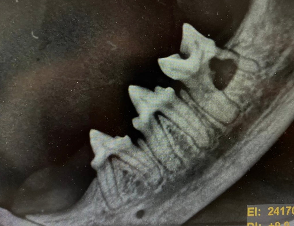 Neu bei uns! Dentales Röntgen