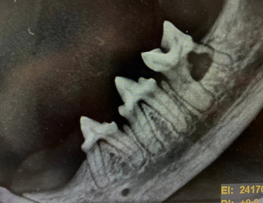 Neu bei uns! Dentales Röntgen